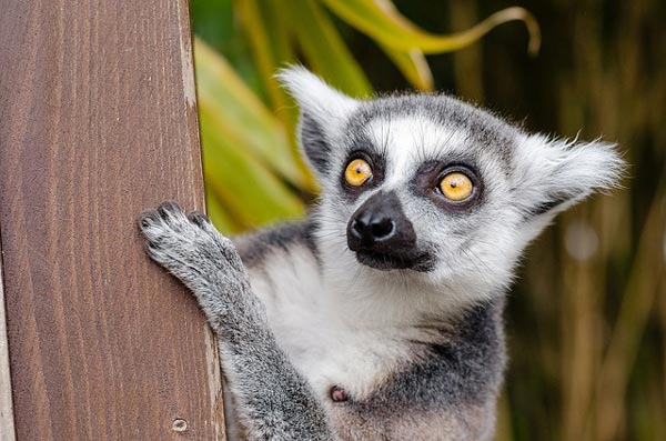 A lemur A lemur