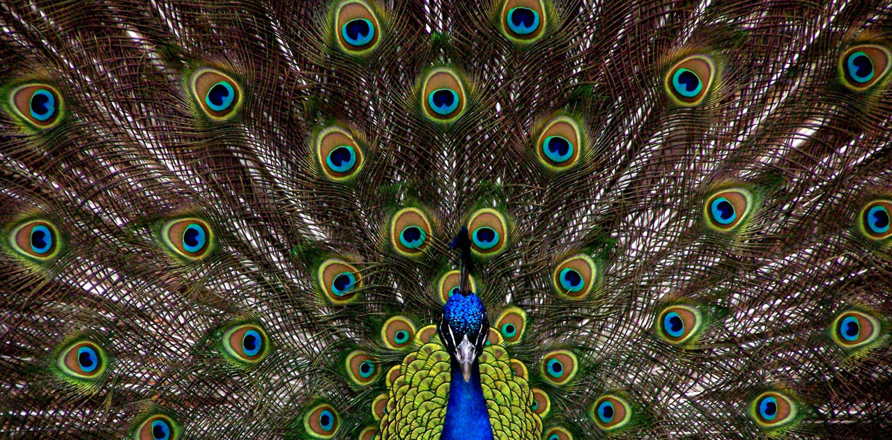 a peacock, tail fully extended